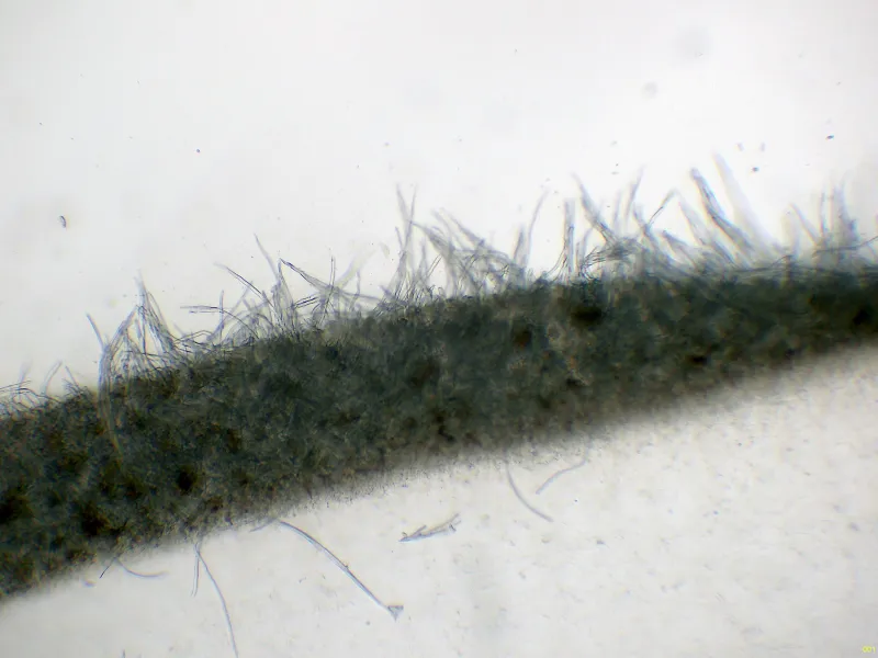 Auricularia camposii 10 - Pelos x 100 agua-001